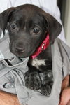 Carmen-ADOPTED