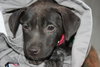 Carmen-ADOPTED