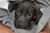 Carmen-ADOPTED