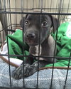 Carmen-ADOPTED