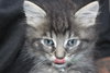 C4 Litter-Argonaut-ADOPTED