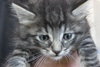 C4 Litter-Argonaut-ADOPTED