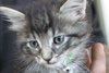 C4 Litter-Argonaut-ADOPTED