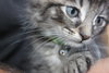 C4 Litter-Argonaut-ADOPTED
