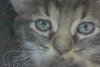 C4 Litter-Argonaut-ADOPTED