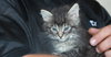 C4 Litter-Argonaut-ADOPTED