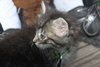 C4 Litter-Argonaut-ADOPTED