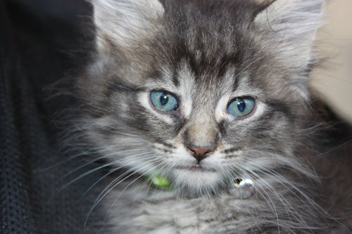C4 Litter-Argonaut-ADOPTED