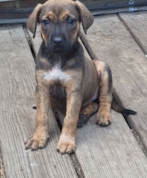 D2 Litter-Moxy-ADOPTED