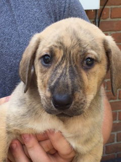 D2 Litter-James Bond-ADOPTED