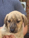 D2 Litter-James Bond-ADOPTED