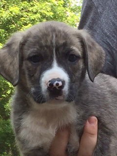 D2 Litter-Penny-ADOPTED