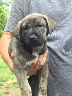 D2 Litter-Sister Mary Margaret-ADOPTED