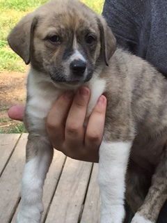 D2 Litter-Athena-ADOPTED