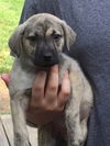 D2 Litter-Sister Bridgett-ADOPTED