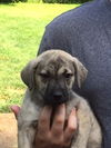 D2 Litter-Sister Bridgett-ADOPTED