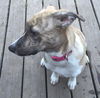 D2 Litter-Sister Bridgett-ADOPTED
