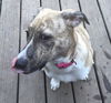 D2 Litter-Sister Bridgett-ADOPTED
