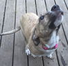 D2 Litter-Sister Bridgett-ADOPTED