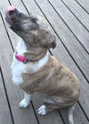 D2 Litter-Sister Bridgett-ADOPTED