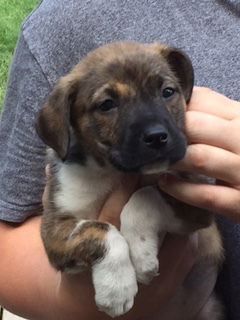 D2 Litter-Miss Priss-ADOPTED