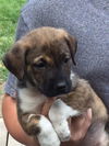 D2 Litter-Miss Priss-ADOPTED