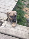 D2 Litter-Lady Gallahad-ADOPTED