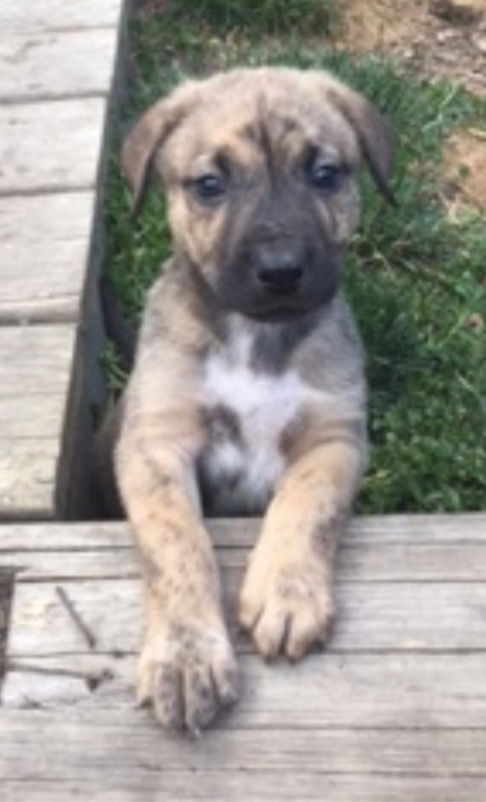 D2 Litter-Lady Gallahad-ADOPTED