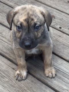 D2 Litter-Jack-ADOPTED