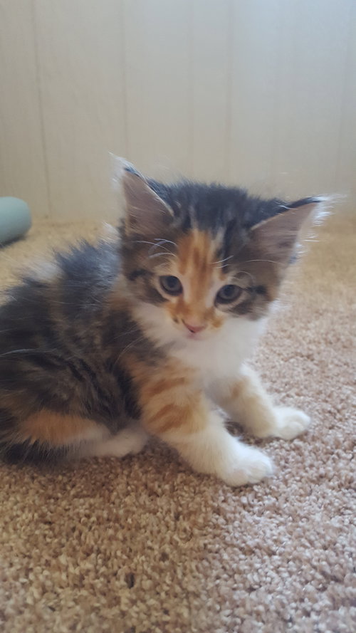 C3 Litter-Cindy-ADOPTED