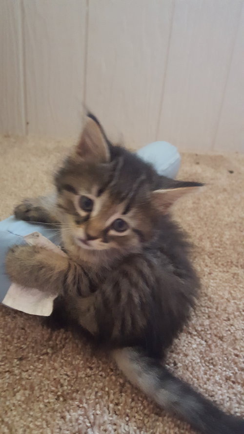 C3 Litter-Mariah-ADOPTED