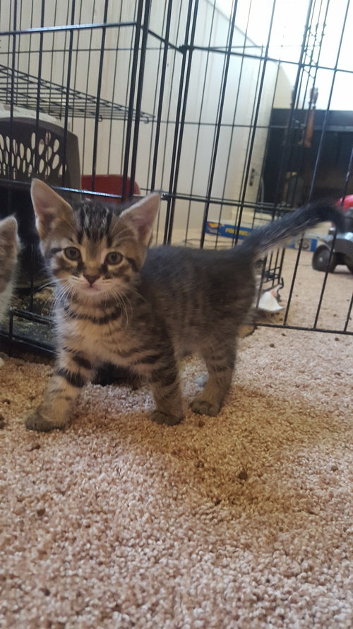 C3 Litter-Milo-ADOPTED
