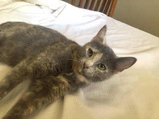 Cassandra-ADOPTED