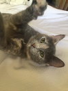 Cassandra-ADOPTED
