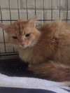 C5 Litter-Sarah (Mom)-ADOPTED