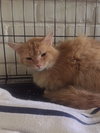 C5 Litter-Sarah (Mom)-ADOPTED