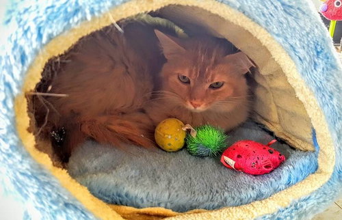C5 Litter-Sarah (Mom)-ADOPTED