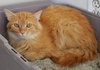 C5 Litter-Sarah (Mom)-ADOPTED