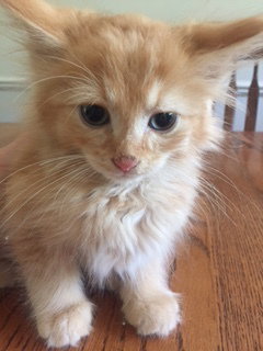 C5 Litter-Duey-ADOPTED