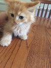 C5 Litter-Duey-ADOPTED