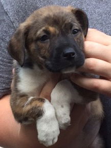 D2 Litter-Nefertiti-ADOPTED