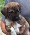 D2 Litter-Nefertiti-ADOPTED