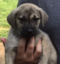 D2 Litter-Mona Lisa-ADOPTED