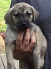 D2 Litter-Mona Lisa-ADOPTED