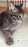 C2 Litter-Cupcake-ADOPTED