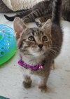 C2 Litter-Cupcake-ADOPTED