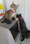 C2 Litter-Cupcake-ADOPTED
