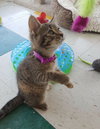 C2 Litter-Cupcake-ADOPTED