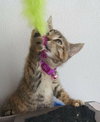 C2 Litter-Cupcake-ADOPTED