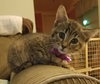C2 Litter-Cupcake-ADOPTED